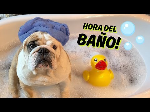 Bath time! 🧼 Tips and complete routine for English Bulldogs ✨