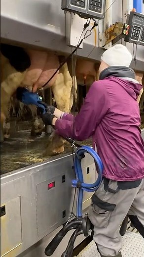 🐄✨ Farm Girl’s Smart Routine | Udder Washing & Milking Machine Secrets