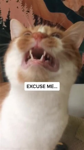 bean is logging off tiktok for the night... press a bunch of buttons for him 🥺