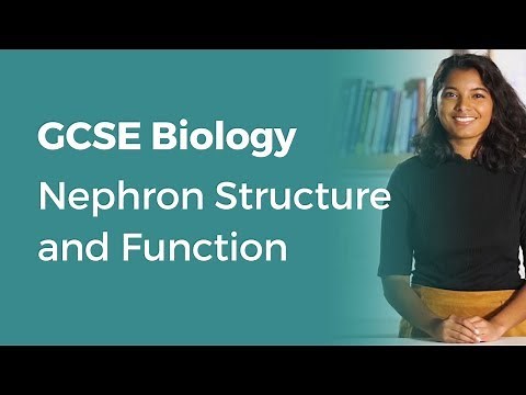 Nephron Structure and Function | 9-1 GCSE Biology | OCR, AQA, Edexcel