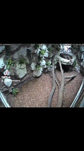 4.1K views · 77 reactions | #enclosure #tigerpython #burmesepython #reptilekeeper #amazing #terrariumbau #reptilesoftiktok #tiktok #tiktokgermany #python #snake #tooltime #work #exoticpets #wow #terrarium #viral #viraltiktok #foryou #4u #schlange #kiss #love #foryoupage #passion #exotic #fy #fypシ #fypage | Fabians Reptilienraum | Facebook