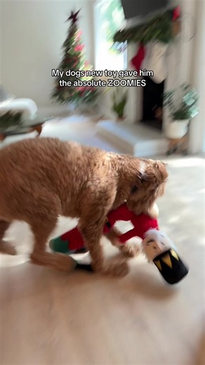 Watch until the end 😂 #dog #dogsoftiktok #funnydog #christmas