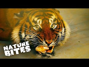 Roaring Wonders Captivating Tiger Stories from the Zoo | Nature Bites