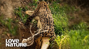 697K views · 18K reactions | Who Will Come Out on Top? Jaguar vs Caiman Croc in an Epic Showdown! | Love Nature | Facebook