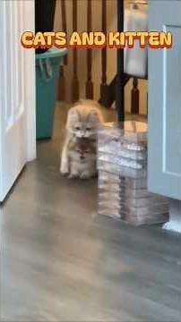 Cute Cat & Kitten Fails: Funny Pet Moments #Kittens #CuteCats #shorts