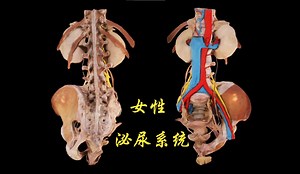 女性的泌尿系统