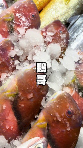 🐟 鸚哥魚 新鮮到貨啦～ 肉質鮮甜、細嫩多汁 清蒸最能吃出鮮美原味 紅燒、煮湯、煎煮都超讚 😋 💰 今日價格 350／斤 加菜、圍爐、拜拜都超體面✨ 📞 訂購專線：0966-968-248（阿香） 📍 面交地點：台中市豐原區長壽路1號 （南崗福德祠旁） 💨 數量有限，想吃的朋友手腳要快！