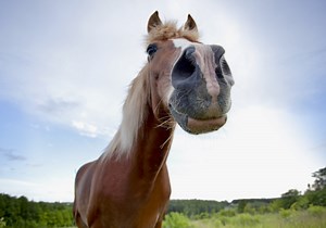 The nose knows: the sense of smell in horses - Alberta Farmer Express