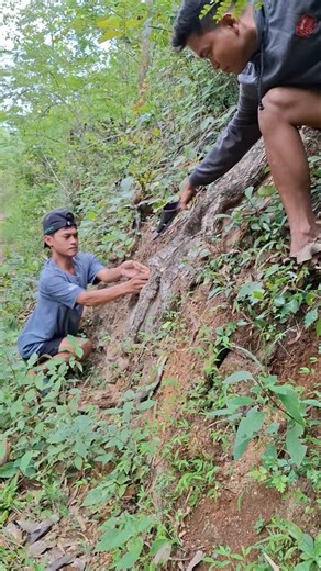 catching wild animals in tree roots #nature #videoshort