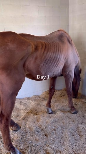Our emaciation case has made it to the vet, we have $1,735 left to raise for his intake funds🤍 These next few weeks will be crucial. Often times horses in this state make it out of fight or flight mode and then they crash. He’s in the best place possible and well receive the finest treatment♥️ Please pray he’s strong enough to make it. He needs a beautiful strong E name .. Venmo link: https://venmo.com/code?user_id=3648199730399220349&created=1759672707.1407518&printed=1 PayPal Link: https://ww