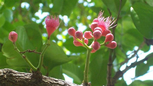 इस दुर्लभ फूल का दिखना देता है कई संकेत, जानें | astrological signs of gular tree flower | Herzindagi