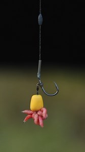 77K views · 858 reactions | This is why and what Mozza uses when nuisance fish are a problem when using natural baits  During the "Carp Fishing Edges, Naturals Special" film, Lee 'Mozza' Morris soon realised there were a large number of smaller fish present in the lake. So chose to stick with his ever faithful solid bag set up, filled with casters  #FoxInternational #Fishing #CarpFishing | Fox International | Facebook