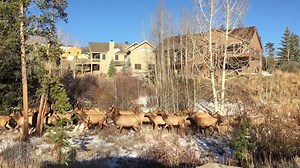 78K views · 1.3K reactions | Reason #7,902 why we love Summit County. A herd of several dozen elk, including five bulls, make their way through a Silverthorne, Colorado neighborhood this morning. Thanks to Explore Summit reader Brent Boyer for the video! | Summit Daily News | Facebook