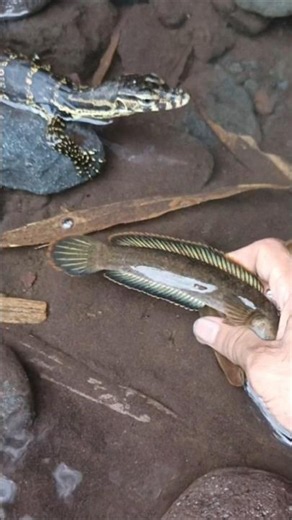 catching snakehead fish on live bait,livebait- SNAKEHEAD FISH #shorts #fish #channa #viralvideo