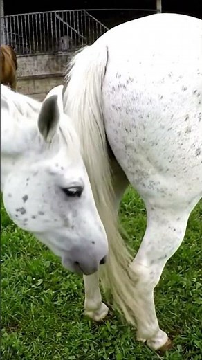 Horse mating behind the scene video 26