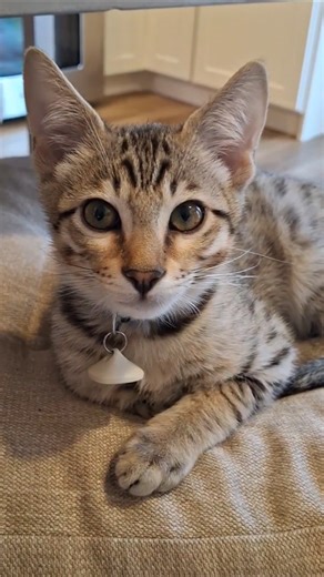 What You Didn't Know About This Kitten's Head Shape #savannahcat #facts #cats