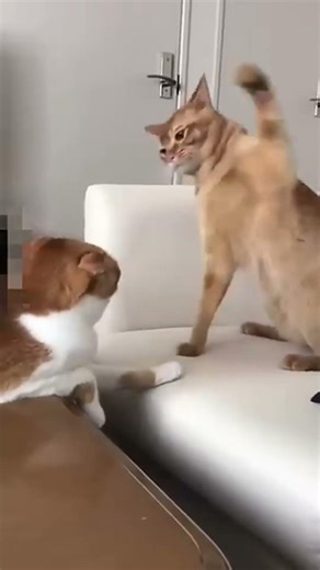 힐링동물#심쿵동물 #귀염뽀짝 #강아지랑고양이 #심쿵주의보 #힐링영상