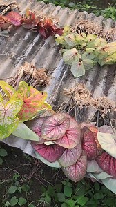 Caladium bulbs Plant and seeds #caladiumseeds #caladium #บอนสี | ประทีปบอนสี www.caladiumathome.com