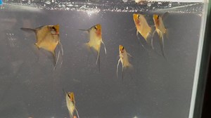WYSIWYG group #13 Paraiba angelfish 6 fish available | Angel Skalar