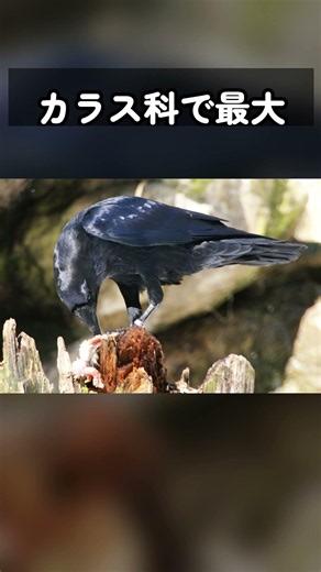 このカラスは、明日のために今日の食べ物を我慢できます #ワタリガラス #Shorts #動物 #雑学