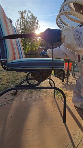 3.7K views · 516 reactions | Killer Bee Swarms in December #killerbeeguy #invasivespecies #killerbee #honeybee | Killer Bee Guy | Facebook