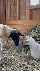 Good times and even better company 🐐🐑 Stargazer and Thumbelina are getting along so well, you would believe they were destined for each other! 🤍 They do everything together and we are so happy to have Stargazer a forever best friend! ✨ #passthesafeact #endhorseslaughter #animalsanctuary #goat #sheep | FarmHouse Fresh Animal Sanctuary