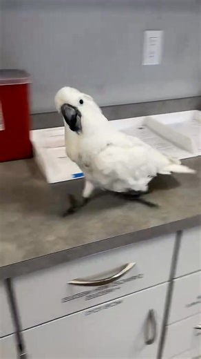 The singing is beautiful and even the gestures are beautiful😍 #parrots #greenparrot #ringneck #birds #pets | I am a ParrotS