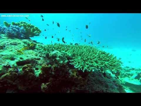 Discover the Reticulated Damselfish on a Similan Liveaboard trip