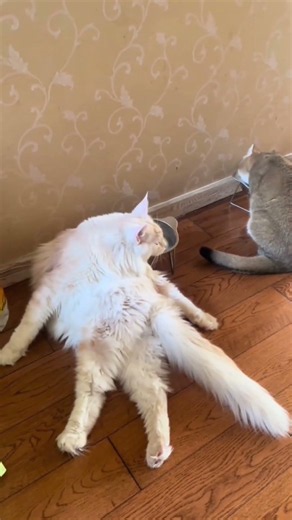 World’s largest cat, Maine Coon! #cat #funny #cute #catlaughs