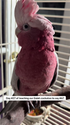#67 #feralbirds #fypシ゚viral #fyp #birdsoftiktok