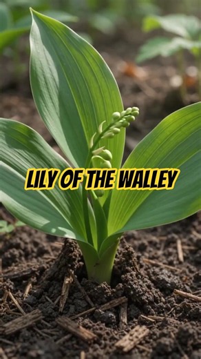 Lily of the Valley Lifecycle 🌱🌸 | Seed to Bloom Time-Lapse #Shorts