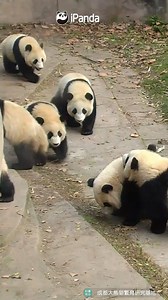 Is this the incredible scene of pandas coming home from their primary school? There are so many fluffy babies that my eyes are dazzled, please come and help me count their numbers~ #HiPanda #PandaMoment | iPanda