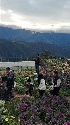 🌸 Cabbage Rose at Northern Blossom Farm | Atok, Benguet 🌿