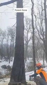 The Shocking Moment of Logging tree .. #outdoorwork #treecutting #fyp #wood