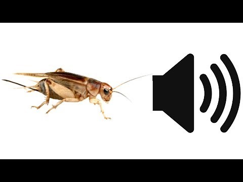 How Cricket make sounds!