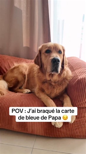 C’est la Crouquet’Stroph 😩 je n’avais plus de biscuits dans le placard de Papa et Maman ! Mais grâce @edgardcooper , j’ai pu re remplir mon placard ! 🥰 - Code promo : UGGYGOLDEN20 • 20% de réduction • Valable dès 20€ d’achat • Offre réservée aux nouveaux clients *Produits Offerts #humour #chien #drole #goldenretriever #realcreator | Uggy Le Golden