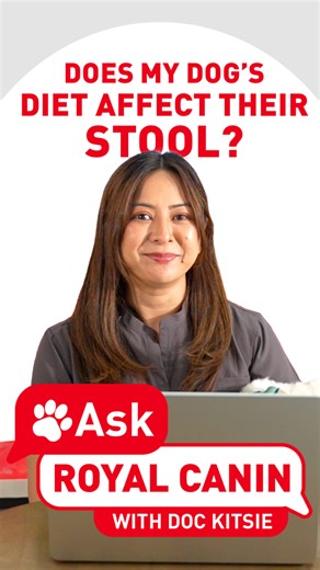 Healthy digestion is the foundation of a happy dog! Care for your dog’s sensitive stomach and improve stool quality with Royal Canin Digestive Care. Got more questions? Comment them down below! #AskRoyalCanin #RoyalCaninPH | Royal Canin