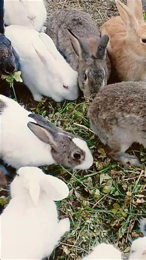 cute and smile 🐇 🐇 reaction and rabbit eating the carrot #rabits #youtub #funnycute
