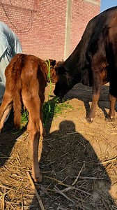 79K views · 2.6K reactions | #cow #dairyfarm #dairy_farming #modern_dairy_farming #modern_agriculture #agricultural_machines #amazing_technology #advance_technology #modern_technolog | Dairy Cow TV | Facebook