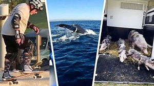 106K views · 70 reactions | Happy Friday! Start your weekend with a pig family tasting freedom for the first time, high stakes water rescues and superstar Adele getting emotional over a fan's good news. | Humankind | Facebook