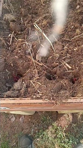 Planting onions and garlic