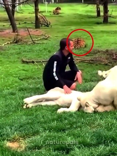 Leopard Attacks… But Tiger Saves Him 😳