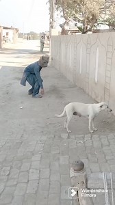 Wolf mask prank with dog animal funny video #shorts #viral | I am 98