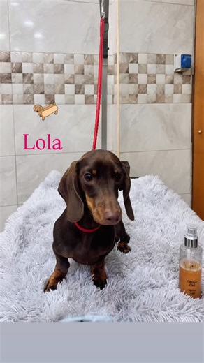 Lola 🩷🩷🩷🩷🩷 #bassotto #bassottocioccolato #chocolatdachshund #dachsundoftheday #bassottonapoletano #animaecode🐾💚💪🏻 | Anima & Code