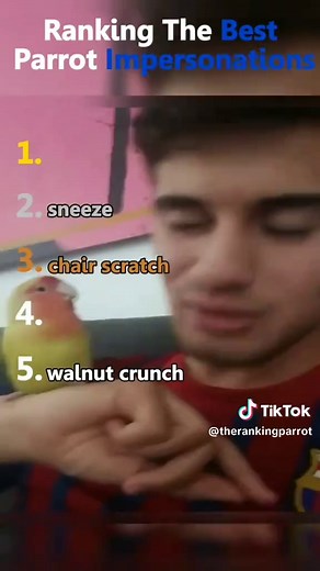 Top Parrot Moments Ranked: Hilarious Swearing Birds