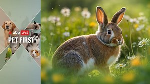 ABP Live Pet First: Before You Bring Home A Bunny, Know These Essential Rabbit Care Facts
