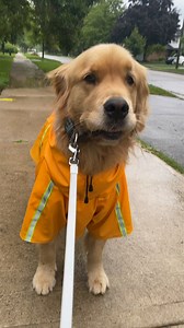 1.8M views · 76K reactions | All the reasons to love Golden Retrievers .. and i'm sure there's many more. | Sterling Newton | Facebook