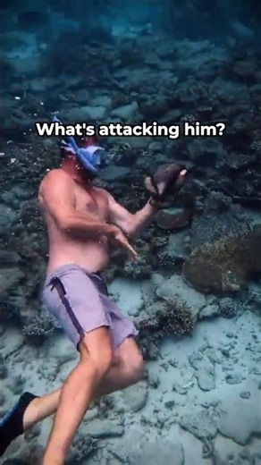 Triggerfish Attack! (And How To Avoid It)