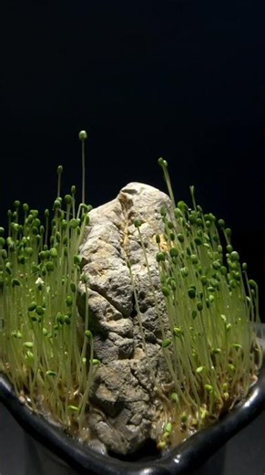 15 Days of Bonsai Growth from Seed #bonsaitimelapse #videotimelapse