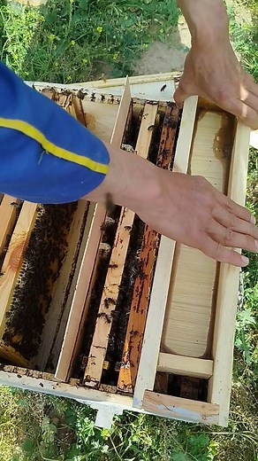 Partie 31 | Brahim Apicol